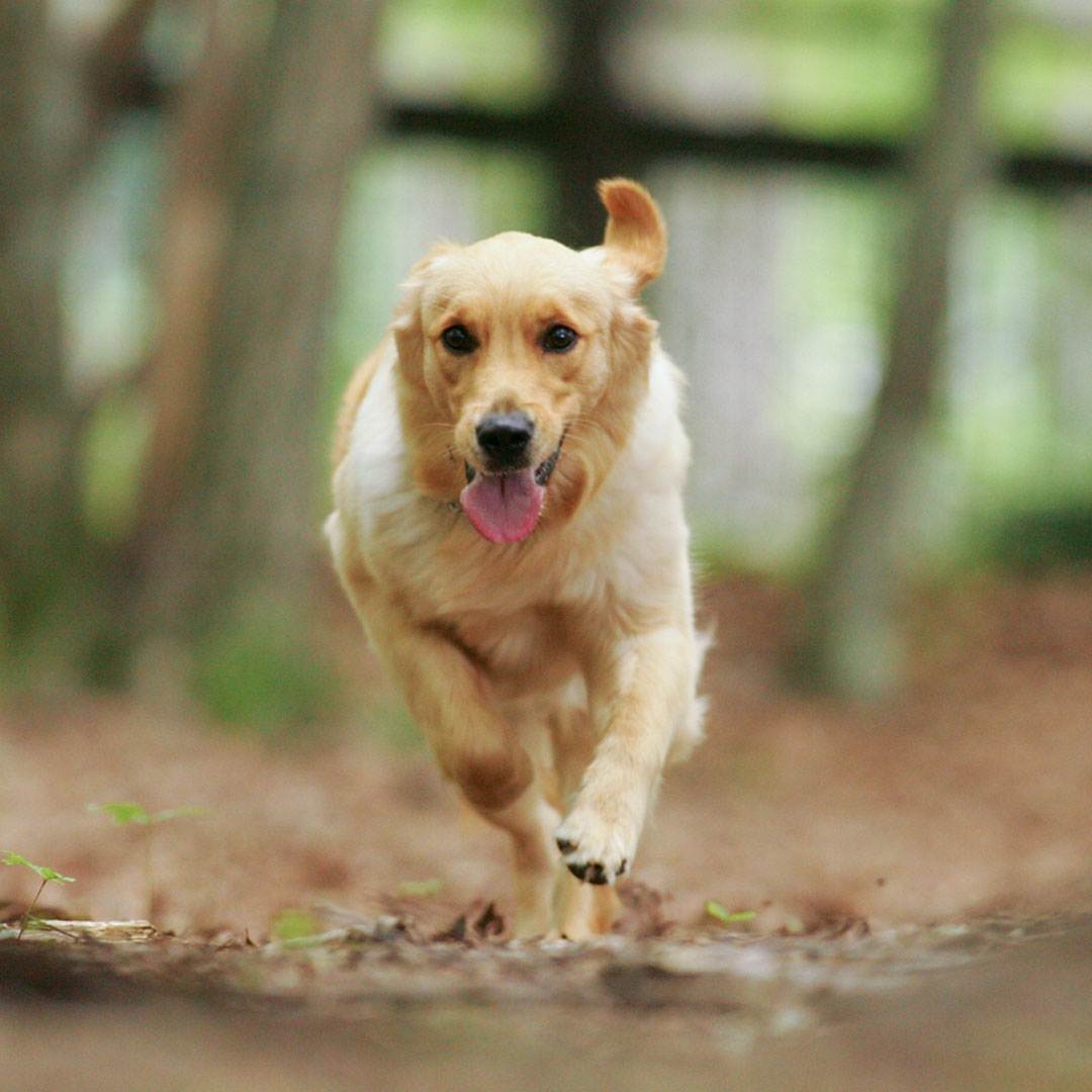 犬の健康科学研究所